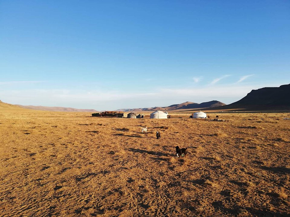 Sheep herding on a sunny spring day